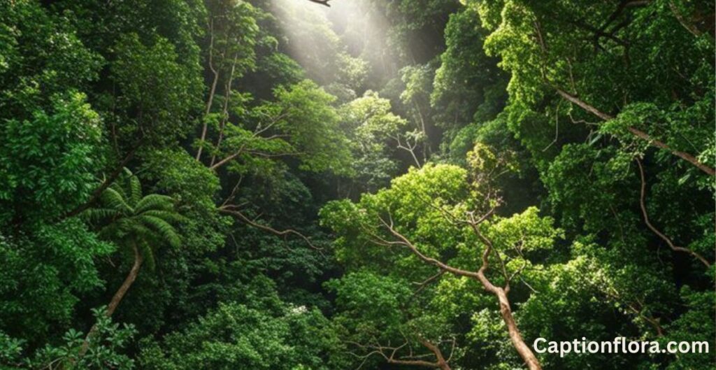 captions-for-nature-beauty