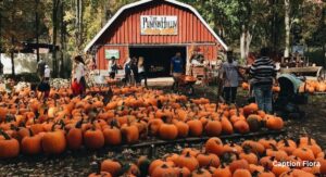 pumpkin-patch-captions