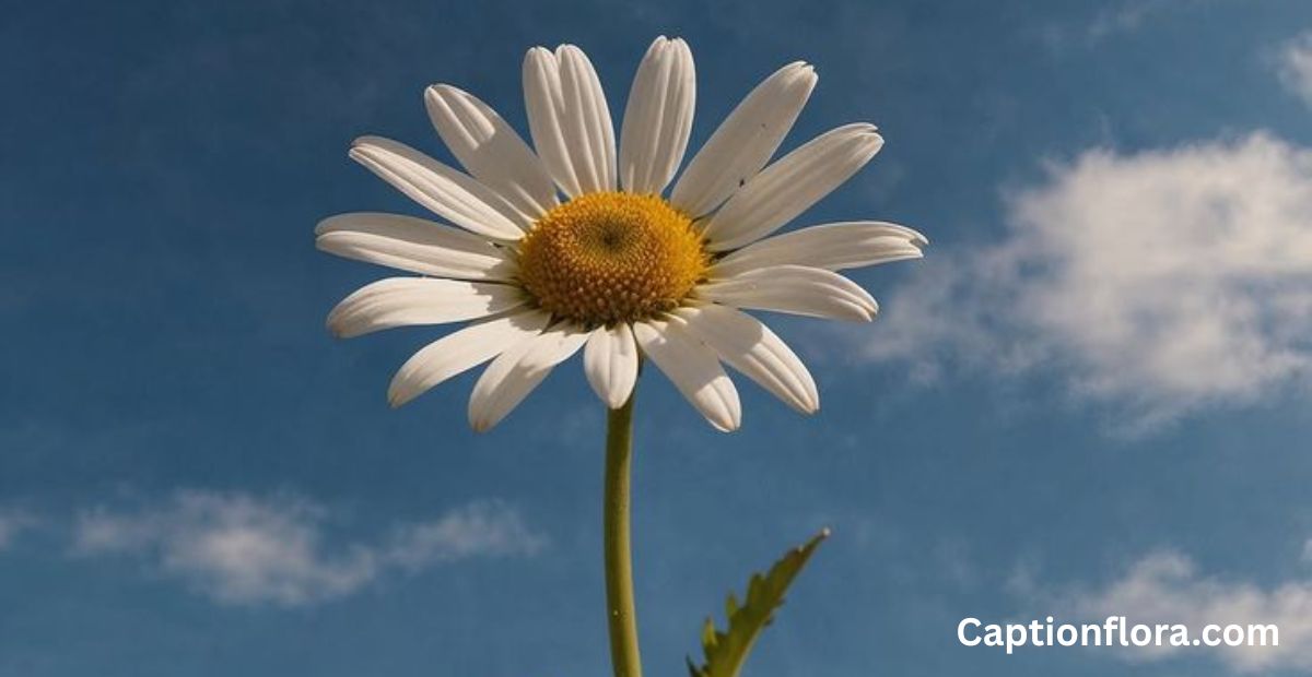 captions-for-flowers