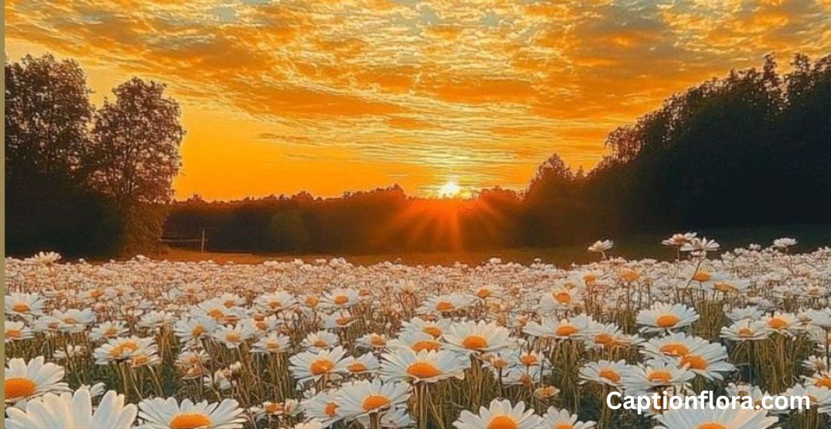 flower-captions